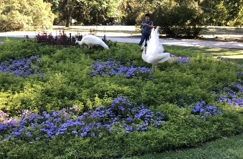 ワジェンキ公園の白いクジャク