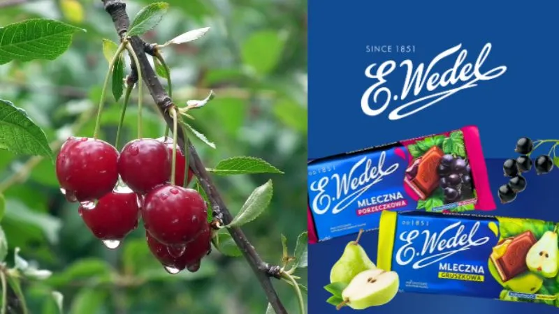 Wedelチョコレート