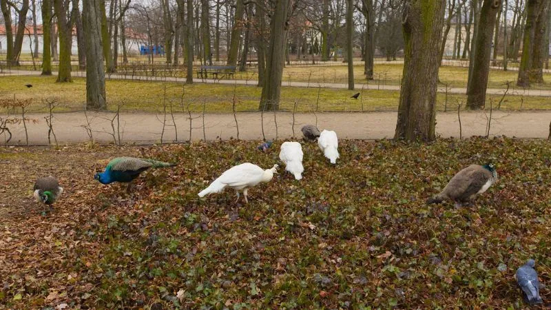 ワジェンキ公園にいるクジャクたち