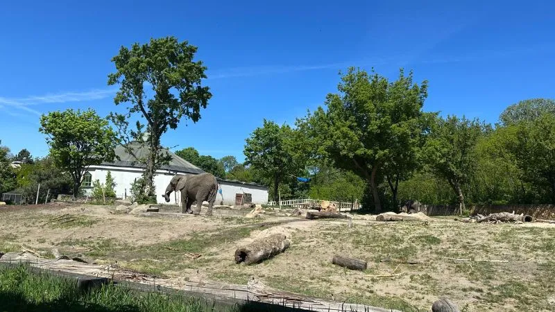 ワルシャワ動物園にいるゾウ