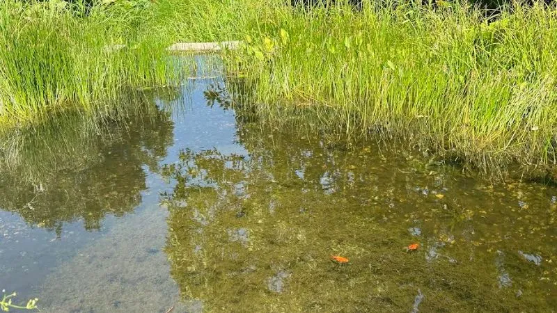 ワルシャワ大学図書館の庭園の池